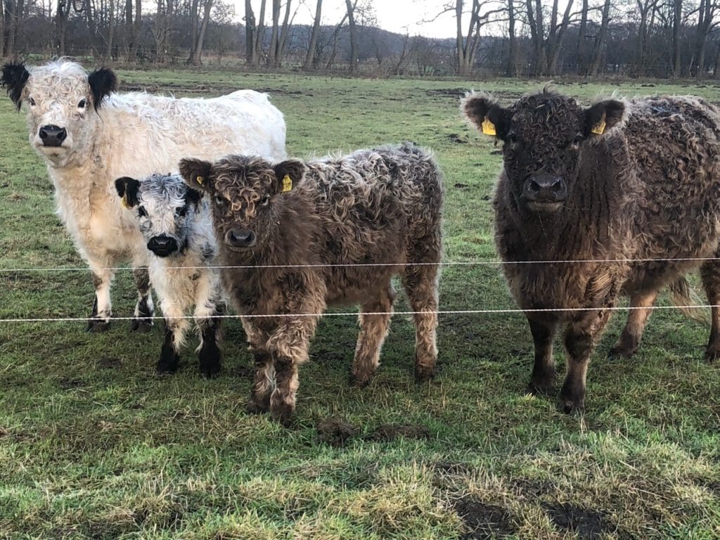 Kühe in der Gruppe 2 Kühe die auf der Weide stehen.