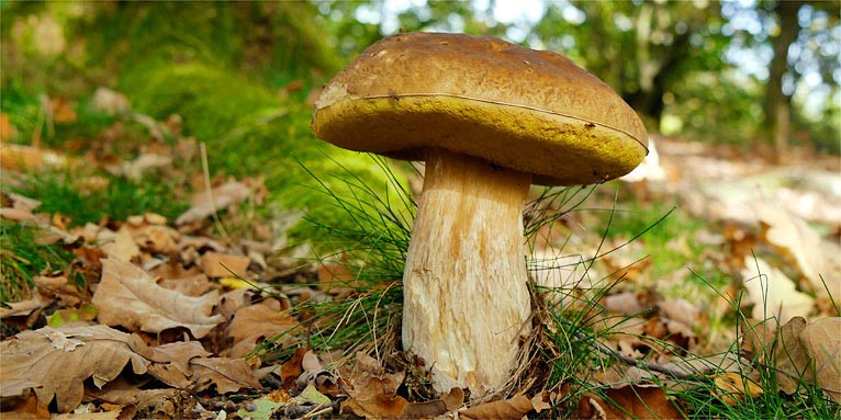 170727-nabu-steinpilz-elke-dahl766x383 (Small)