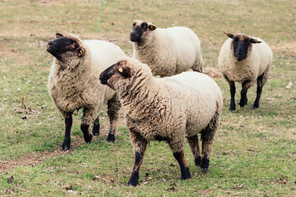Eine Gruppe Schafe