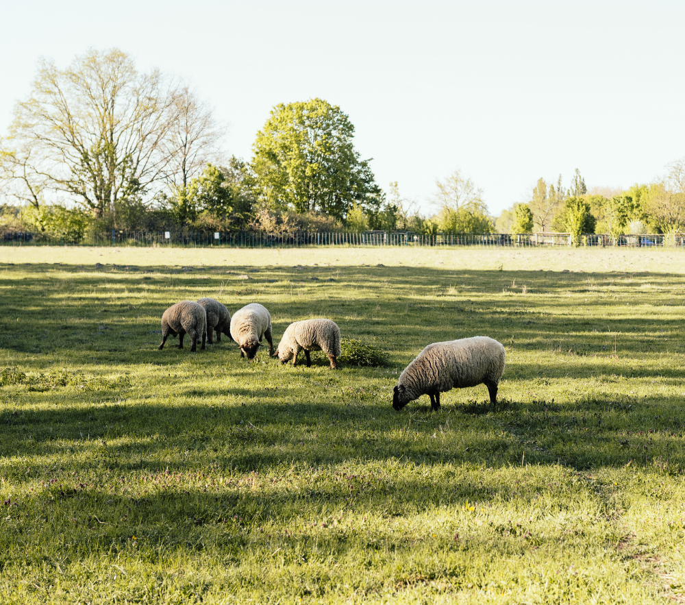 Eine Gruppe Schafe
