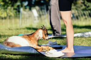Eine Ziege liegt auf der Yogamatte einer Frau