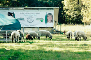 Schafe auf der Weide